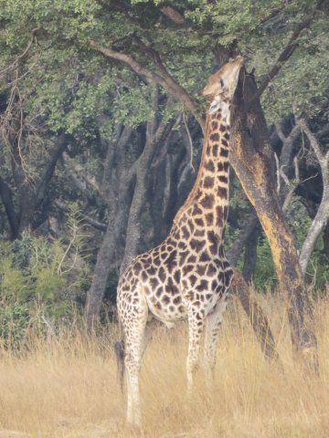 Mukuvisi-Woodlands-giraffe