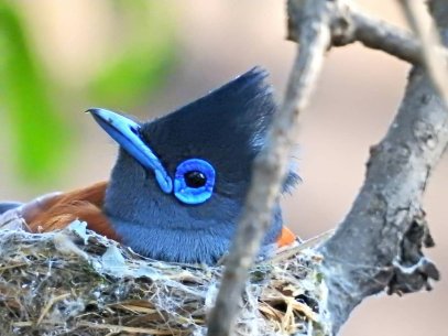 Mukuvisi-paradise-flycatcher3-home-page