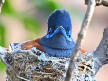 Mukuvisi-paradise-flycatcher4-home-page