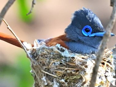 Mukuvisi-paradise-flycatcher6-home-page