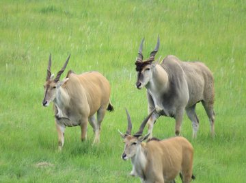 Mukuvisi-Woodlands-three-eland-walking-towards