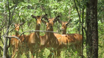 Mukuvisi-Woodlands-impala