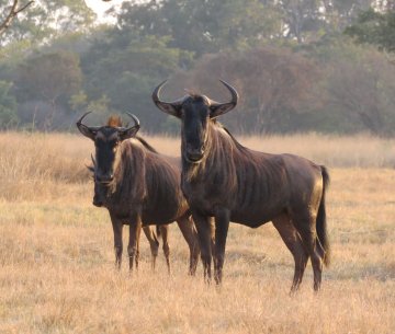 Mukuvisi-Woodlands-wildebeest-late-afternoon