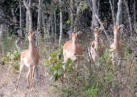 Mukuvisi Woodlands Impala