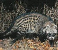 Civet