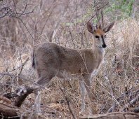 Duiker