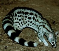 Small Spotted Genet