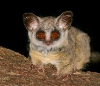 Bush Baby