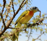 Orange Breasted Bush Shrike