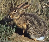 Scrub Hare