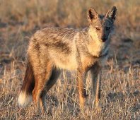 Side striped Jackal