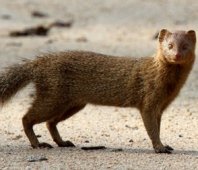 Slender Mongoose