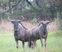 Wildebeest