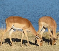 Impala