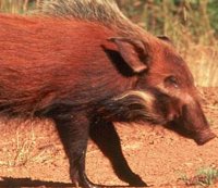 Bush Pig