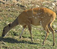 Bush Buck