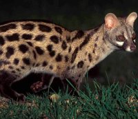 Large Spotted Genet