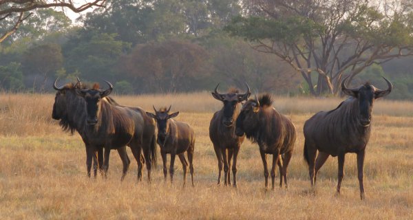 Mukuvisi-wildebeest