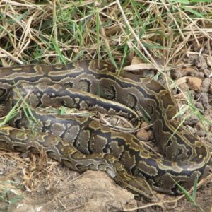 African Rock Python