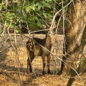 Waterbuck